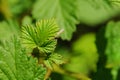 Green fresh raspberry leaves in the garden on a sunny spring day. Growing berries, gardening Royalty Free Stock Photo
