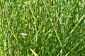 Green fresh reed grass close up background