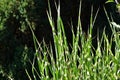 Green fresh reed grass close up background