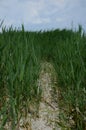 Green fresh reeds,sandy road,blue sky.Vertical shot.Sunny summer day,walking near the river Royalty Free Stock Photo