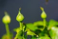 Green rhododendron bush buds and leaves