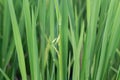 Green fresh rice paddy and green leaves of rice Royalty Free Stock Photo