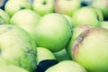 Green fresh ripe bulk apples Royalty Free Stock Photo