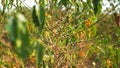 Fresh green and ripe coffee beans of robusta or arabica on a coffee plantation Royalty Free Stock Photo