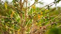 Fresh green and ripe coffee beans of robusta or arabica on a coffee plantation Royalty Free Stock Photo