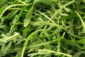 Green fresh rucola background. Rocket salad or arugula.