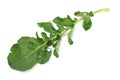 green fresh rucola leaves isolated on white background. Rocket salad or arugula. Royalty Free Stock Photo