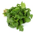 green fresh rucola leaves isolated on white background. Rocket salad or arugula Royalty Free Stock Photo