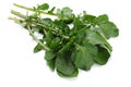 green fresh rucola leaves isolated on white background. Rocket salad or arugula. Royalty Free Stock Photo