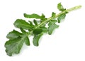 green fresh rucola leaves isolated on white background. Rocket salad or arugula. Royalty Free Stock Photo