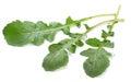 green fresh rucola leaves isolated on white background. Rocket salad or arugula. Royalty Free Stock Photo