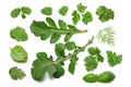 green fresh rucola leaves isolated on white background. Rocket salad or arugula. Royalty Free Stock Photo