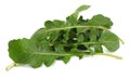 green fresh rucola leaves on white background. Rocket salad or arugula. Royalty Free Stock Photo