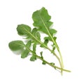 green fresh rucola leaves on white background. Rocket salad or arugula. Royalty Free Stock Photo