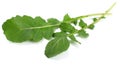 green fresh rucola leaves on white background. Rocket salad or arugula. Royalty Free Stock Photo