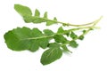green fresh rucola leaves on white background. Rocket salad or arugula. Royalty Free Stock Photo
