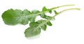 Green fresh rucola leaves on white background. Rocket salad or arugula. Royalty Free Stock Photo