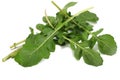 green fresh rucola leaves on white background. Rocket salad or arugula. Royalty Free Stock Photo