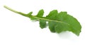 green fresh rucola leaves on white background. Rocket salad or arugula. Royalty Free Stock Photo