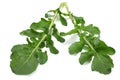 green fresh rucola leaves on white background. Rocket salad or arugula. Royalty Free Stock Photo