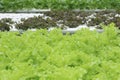 Green fresh salad background ,organic natural Royalty Free Stock Photo