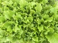 Green fresh salad. Green leaf salad texture. Royalty Free Stock Photo