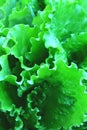 Green fresh salads vegetable leaf. Health food background