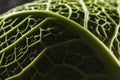 Green fresh savoy cabbage leaf Royalty Free Stock Photo