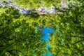 Green fresh shiny tree crown with blue sky