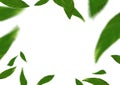 Green fresh spring flying tree leaves over white background Royalty Free Stock Photo