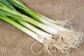 Green fresh spring onion Royalty Free Stock Photo