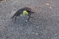 Green fresh sprout growing through the asphalt Royalty Free Stock Photo