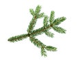 Green fresh spruce tree branch isolated on white background.