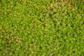 Green fresh star moss closeup