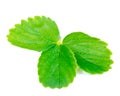 Green and fresh strawberries leaves isolated on white background