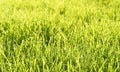 Green fresh summer lawn grass background. Close up view beautiful fresh grass at the evening sunset. Green grass pattern and Royalty Free Stock Photo