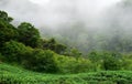 Green fresh tea farm with mist Royalty Free Stock Photo