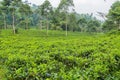 Green fresh tea leaves Royalty Free Stock Photo