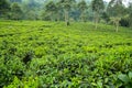 Green fresh tea leaves Royalty Free Stock Photo