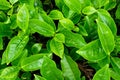 Green fresh tea leaves from top view. Royalty Free Stock Photo