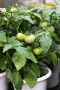 Green fresh tomatoes in pots