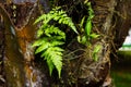 tropical fern leaf on palm tree Royalty Free Stock Photo