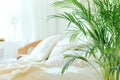 Green fresh tropical houseplant palm leaves with blurred cozy bedroom background
