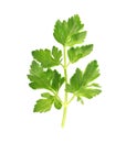 Green fresh twig of parsley isolated Royalty Free Stock Photo