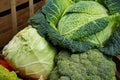 Green fresh vegetables - whole Savoy cabbage, broccoli, other ca