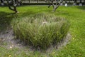 Green fresh vetiver Grass