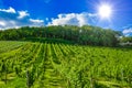 Green fresh vineyard near Ruedesheim, Rheinland-Pfalz, Germany