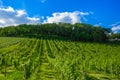 Green fresh vineyard near Ruedesheim, Rheinland