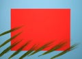 Green fresh wheat heads on red and blue copy space background Royalty Free Stock Photo