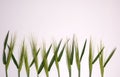 Green fresh wheat heads on white copy space background Royalty Free Stock Photo